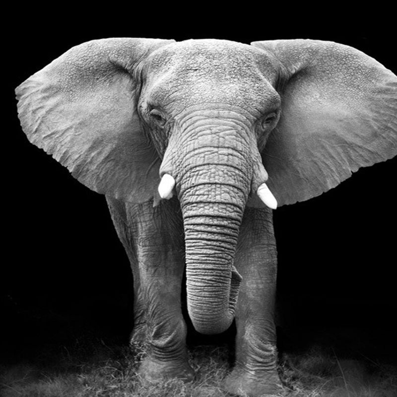 Inkjet Oil Elephant Painting - Wall Art Decor